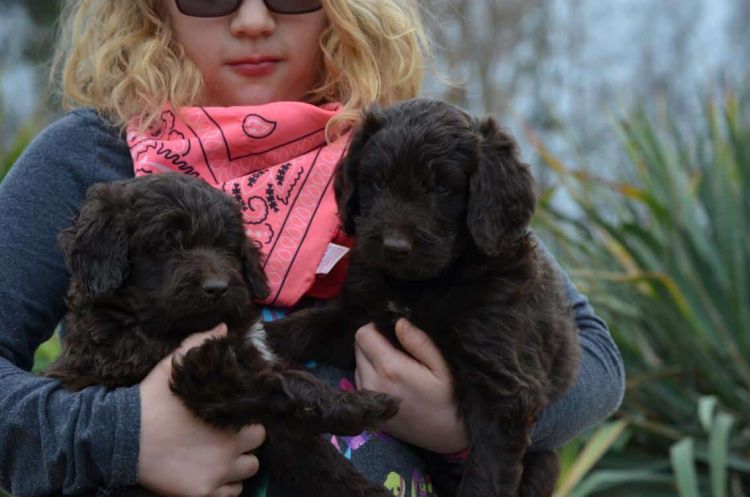 Girl Holding Two Newfypoos