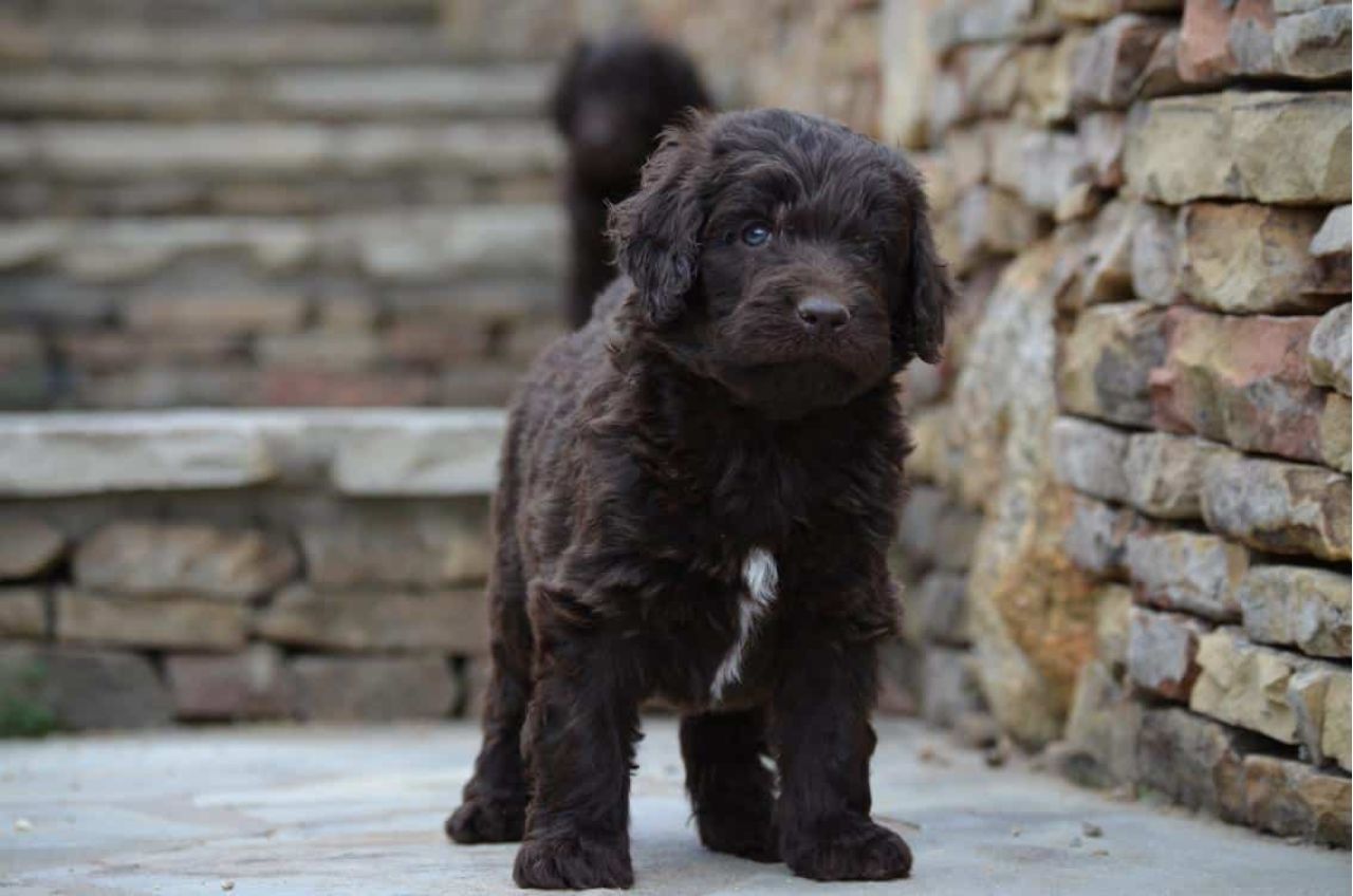 Chocolate Newfiedoodle Pup