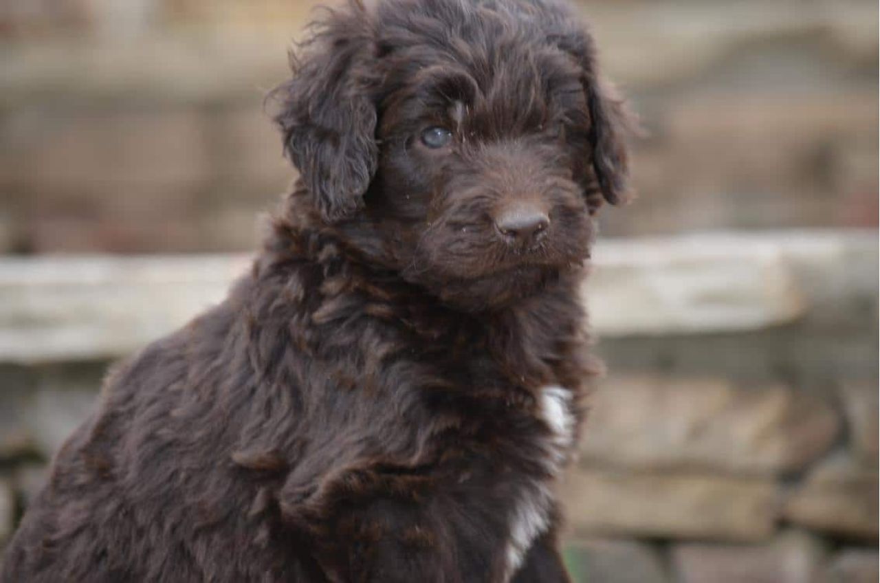 One Chocolate Newfiedoodle