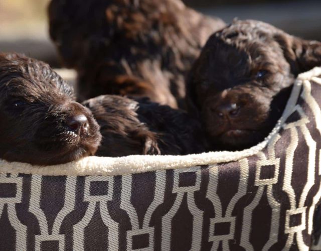 Chocolate Newfiedoodle Litter