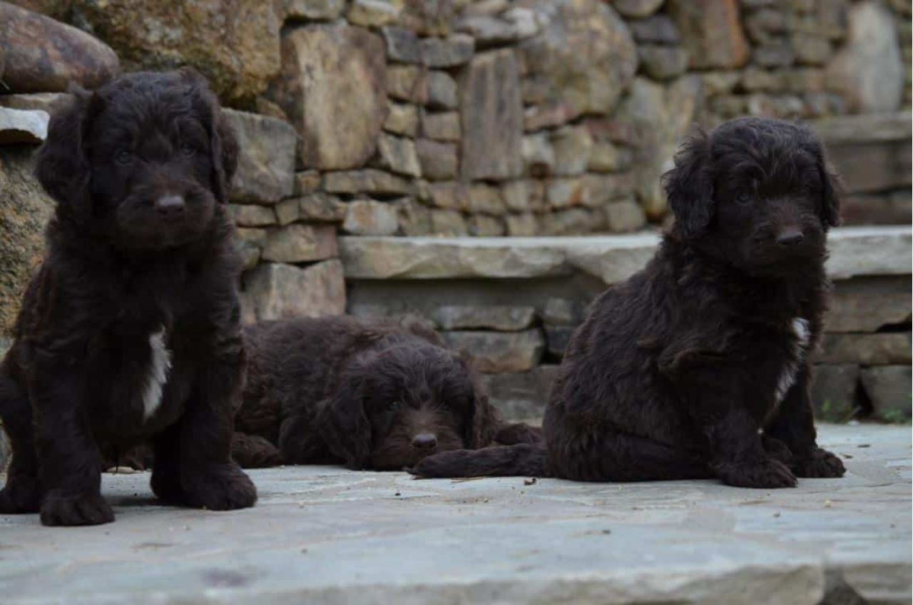 Chocolate Newfiedoodle Puppies