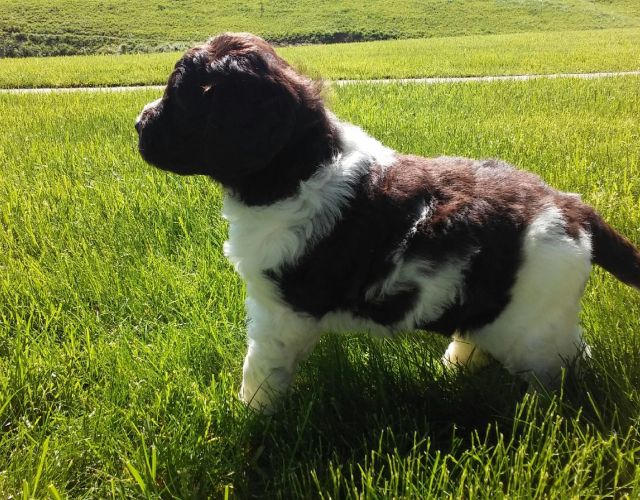 Landseer Newfiedoodle in the Grass